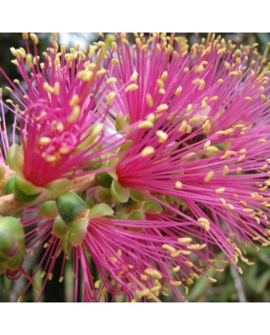 Callistemon Violaceus (« rince bouteille »)