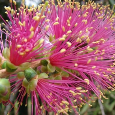 Callistemon Violaceus (« rince bouteille »)