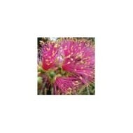 Callistemon Violaceus (« rince bouteille »)