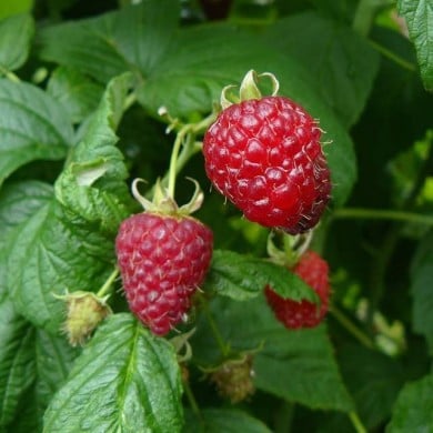 Framboisier 'Heritage'