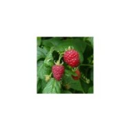 Framboisier 'Heritage'