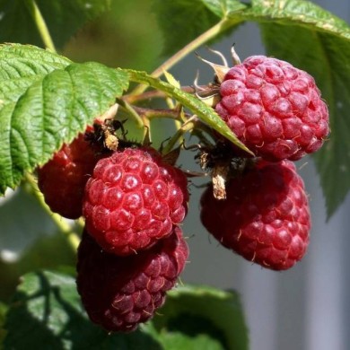 Framboisier 'Zeva'