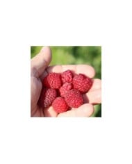 Framboisier Little Sweet Sister®