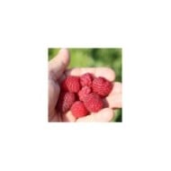 Framboisier Little Sweet Sister®