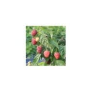 Framboisier Little Sweet Sister®