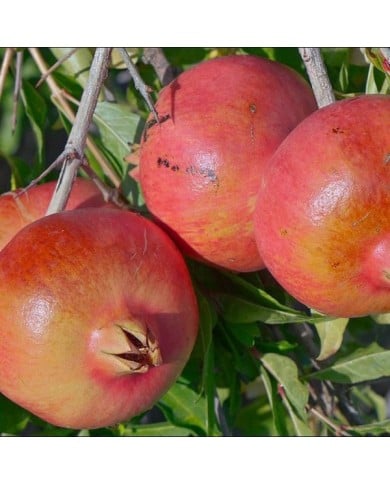 Grenadier à fruits 'Early'
