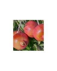 Grenadier à fruits 'Early'
