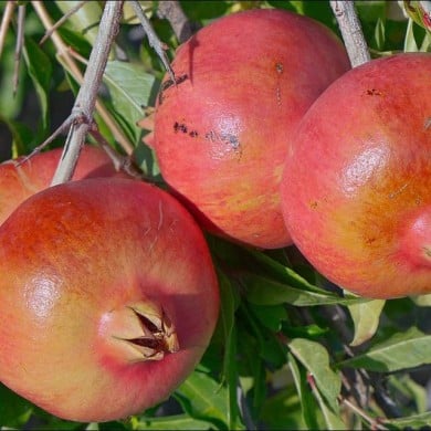 Grenadier à fruits 'Early'