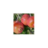 Grenadier à fruits 'Early'
