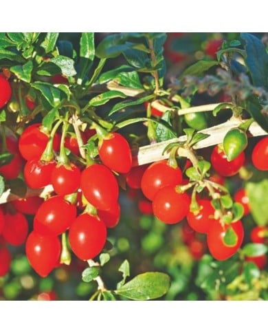 Goji 'Gojidelys'
