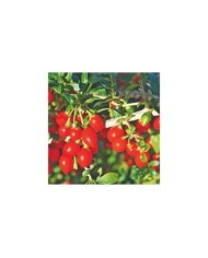 Goji 'Gojidelys'