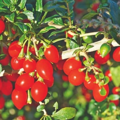 Goji 'Gojidelys'