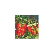 Goji 'Gojidelys'
