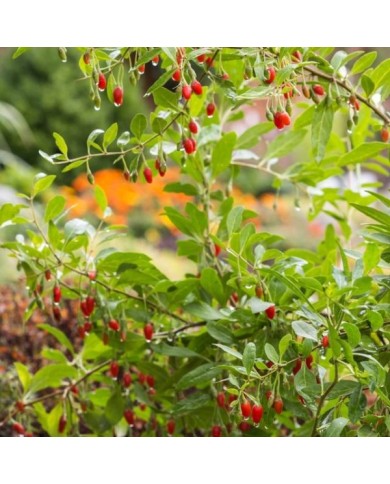 Goji 'Gojidelys'
