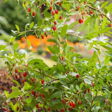 Goji 'Gojidelys'