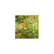Goji 'Gojidelys'