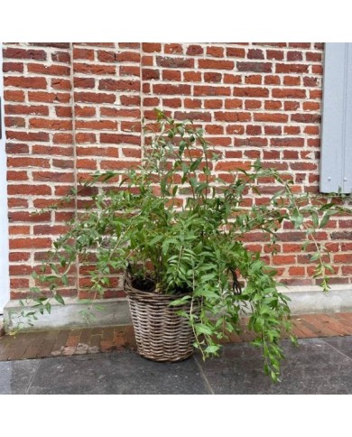 Goji 'Gojidelys'