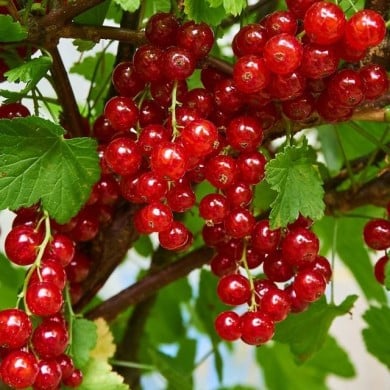 Groseillier 'Jonkheer Van Tets'