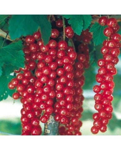 Groseillier 'Raisin Agate Rouge'®