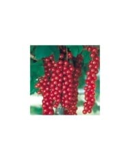 Groseillier 'Raisin Agate Rouge'®