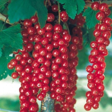Groseillier 'Raisin Agate Rouge'®