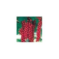 Groseillier 'Raisin Agate Rouge'®