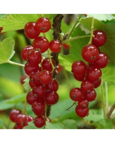 Groseillier 'Red Lake Rouge'