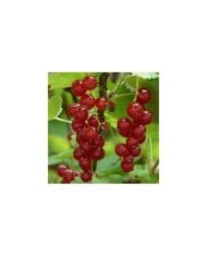 Groseillier 'Red Lake Rouge'