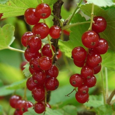 Groseillier 'Red Lake Rouge'