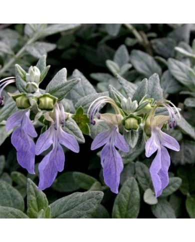 Teucrium fruticans