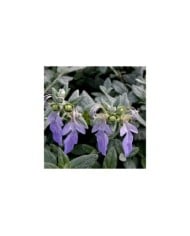 Teucrium fruticans