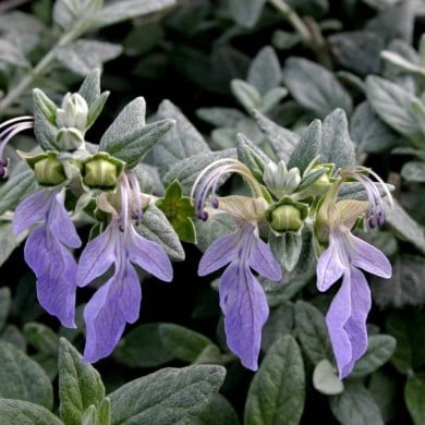 Teucrium fruticans