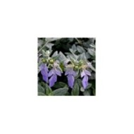 Teucrium fruticans