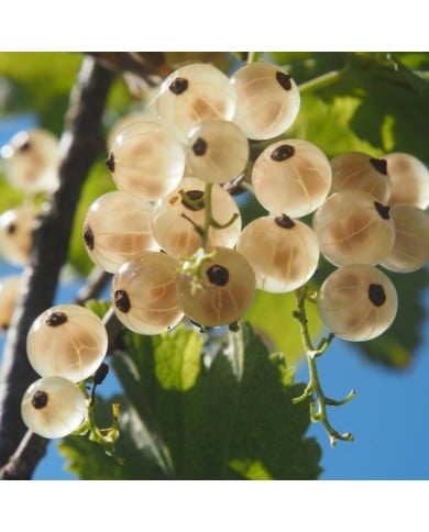 Groseillier 'Versaillaise Blanche'