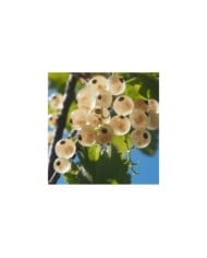 Groseillier 'Versaillaise Blanche'
