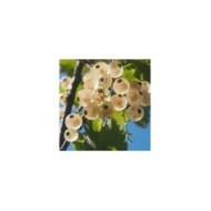 Groseillier 'Versaillaise Blanche'
