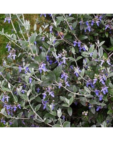 Teucrium fruticans