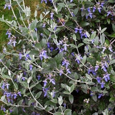 Teucrium fruticans