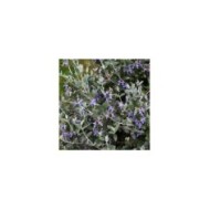 Teucrium fruticans