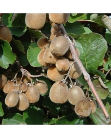 Kiwi autofertile 'Solissimo'