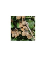 Kiwi autofertile 'Solissimo'