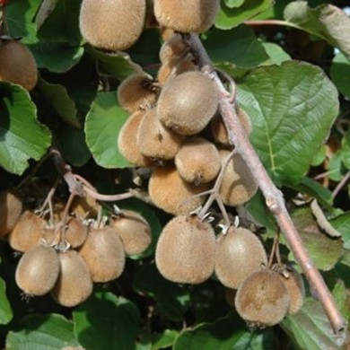 Kiwi autofertile 'Solissimo'