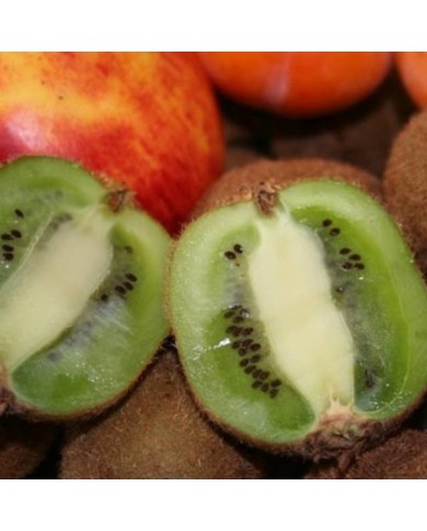 Kiwi autofertile 'Solissimo'