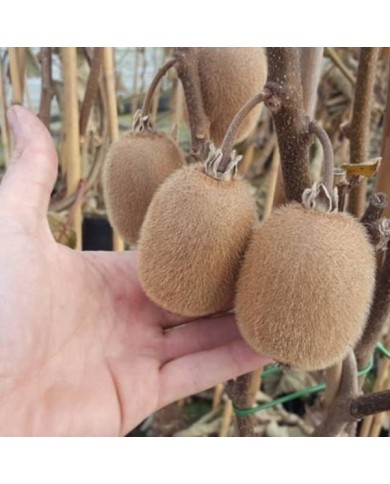 Kiwi autofertile 'Solissimo'