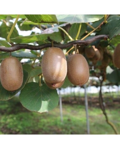 Kiwi autofertile 'Solo'
