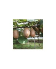 Kiwi autofertile 'Solo'