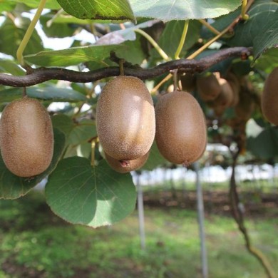 Kiwi autofertile 'Solo'
