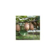 Kiwi autofertile 'Solo'