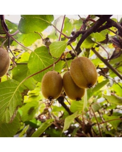 Kiwi femelle 'Hayward'