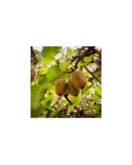 Kiwi femelle 'Hayward'